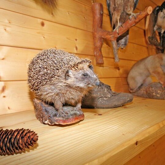 Kinder auf dem Fleigenhof 21