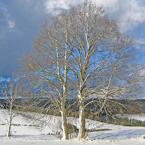 Winter auf dem Fleigenhof 11