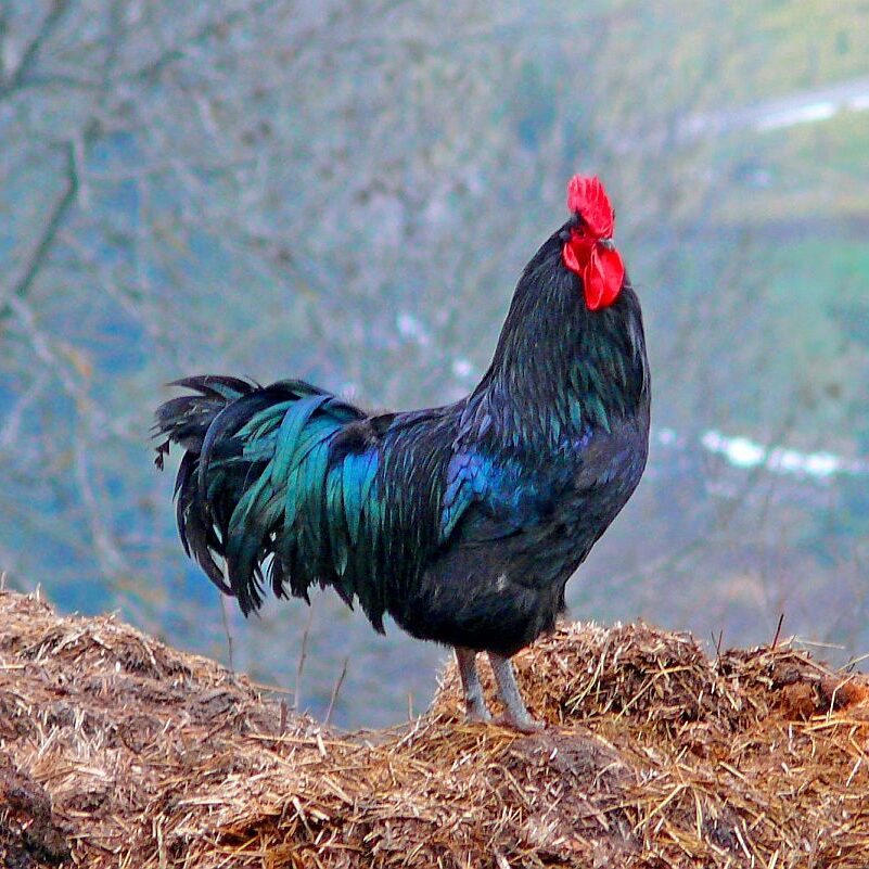 Tiere auf dem Fleigenhof 01