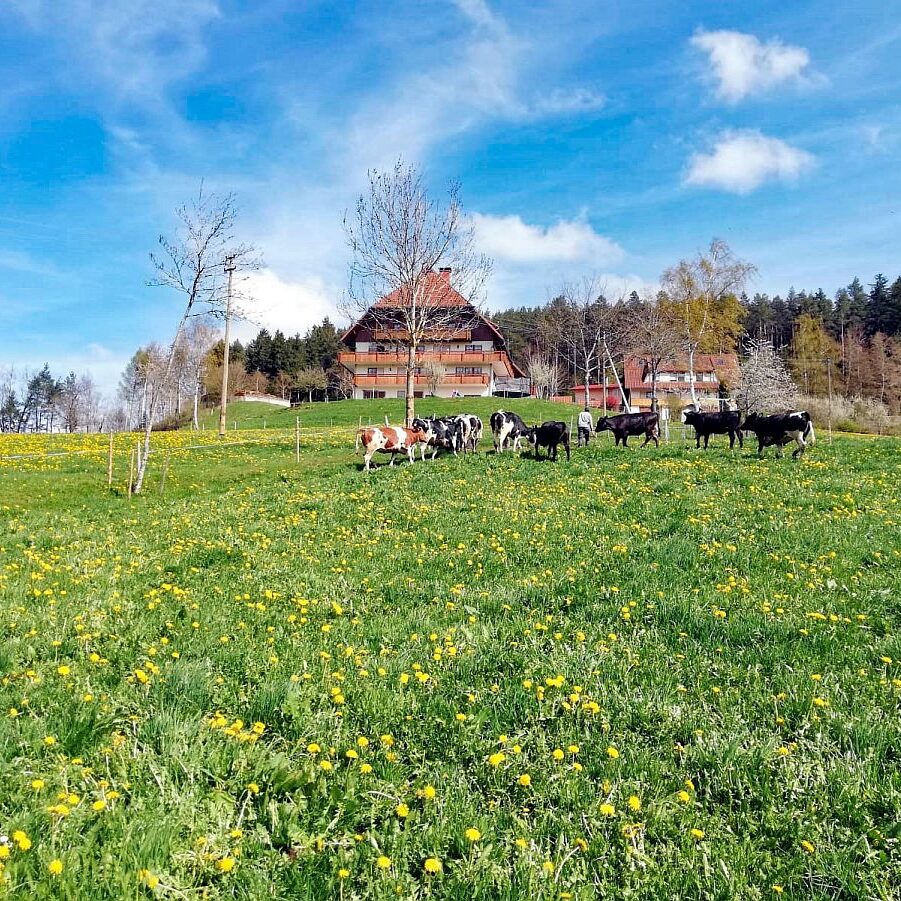 Tiere auf dem Fleigenhof 02
