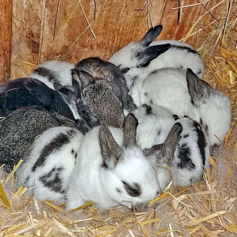 Tiere auf dem Fleigenhof 03