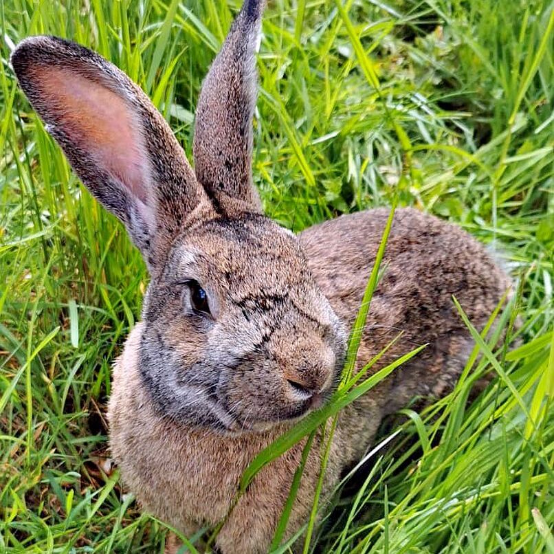 Tiere auf dem Fleigenhof 04
