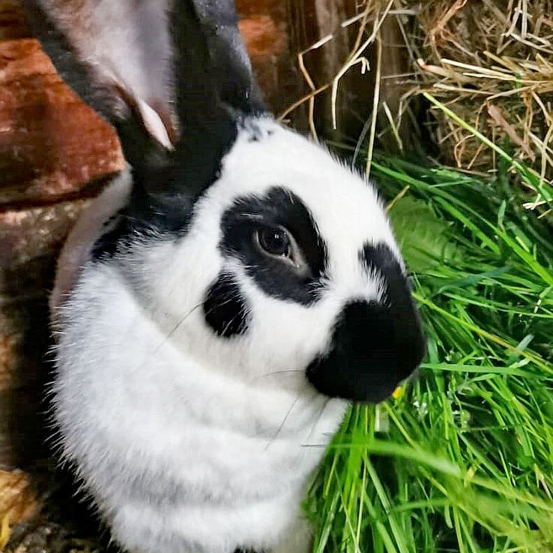 Tiere auf dem Fleigenhof 05