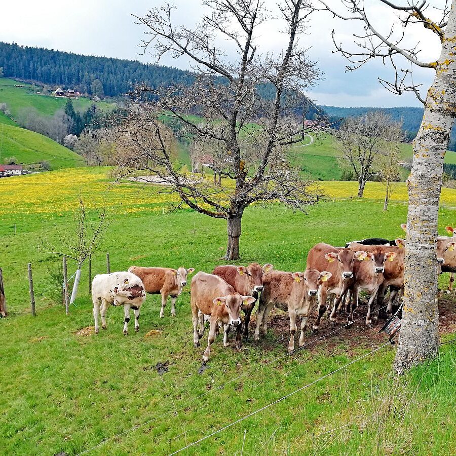 Tiere auf dem Fleigenhof 06