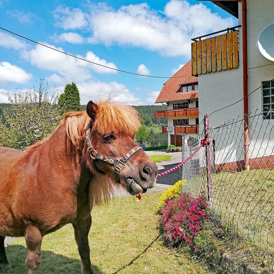 Tiere auf dem Fleigenhof 07
