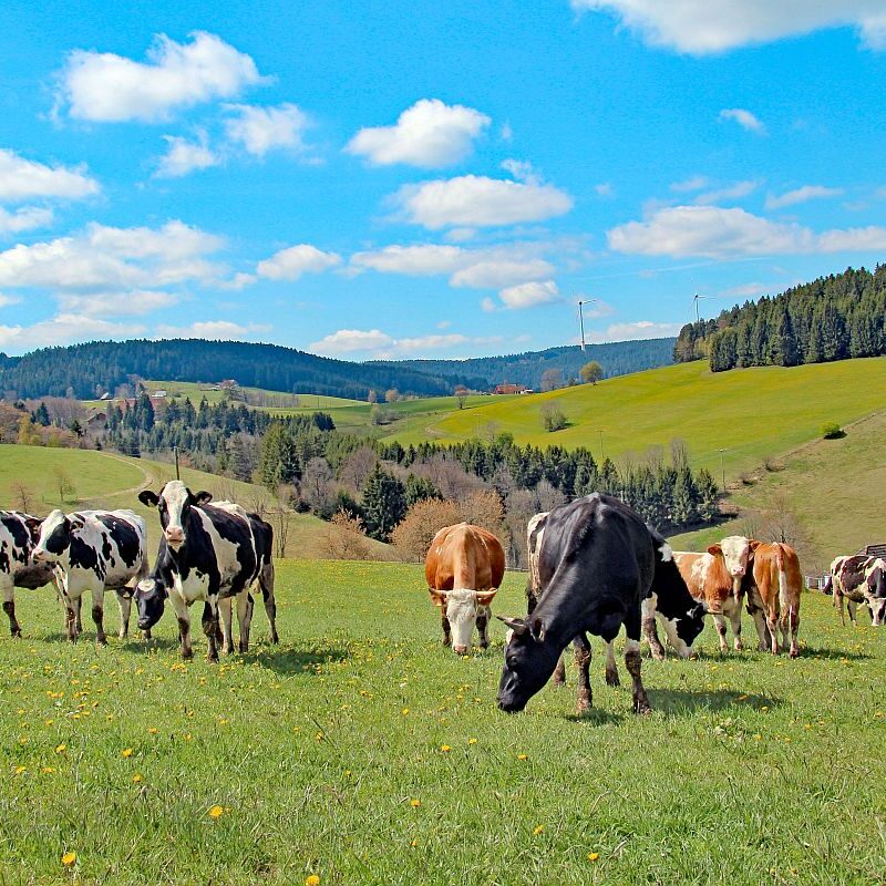 Tiere auf dem Fleigenhof 08