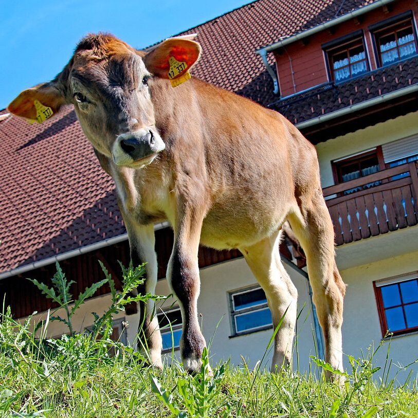 Tiere auf dem Fleigenhof 09