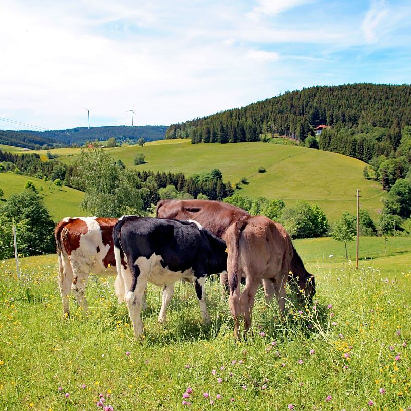 Tiere auf dem Fleigenhof 10