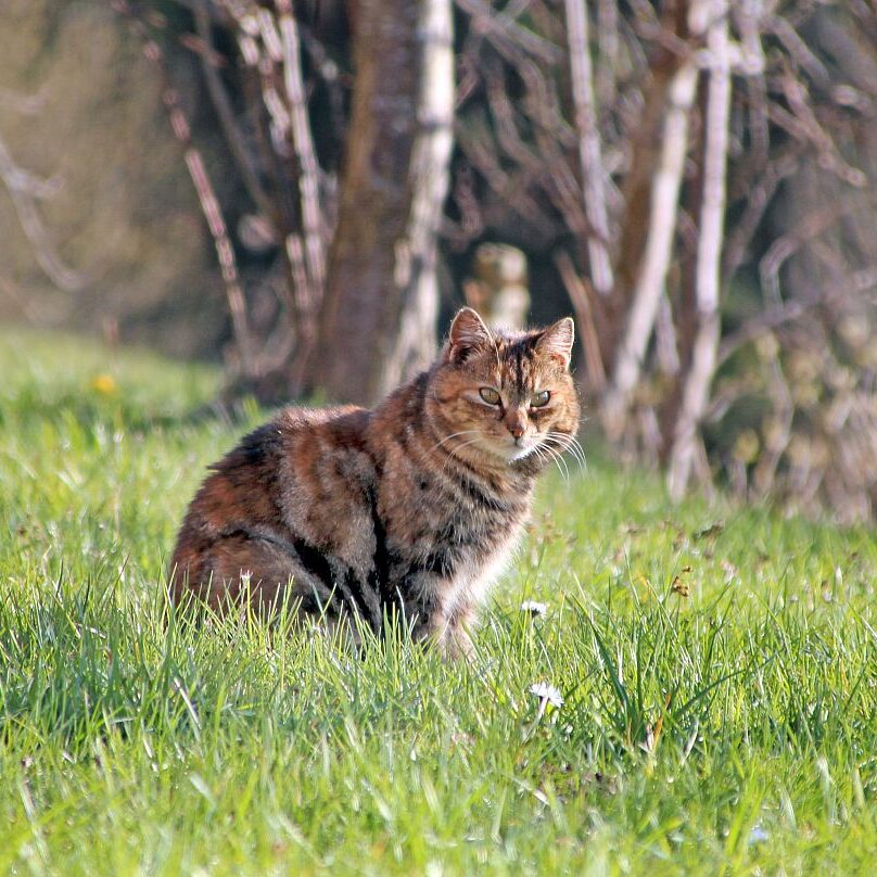 Tiere auf dem Fleigenhof 11