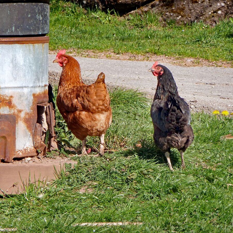 Tiere auf dem Fleigenhof 12